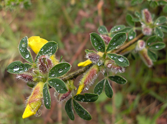 Arbusto con fiori gialli - Cytisus villosus